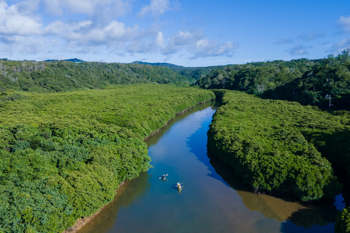 慶佐次のマングローブ