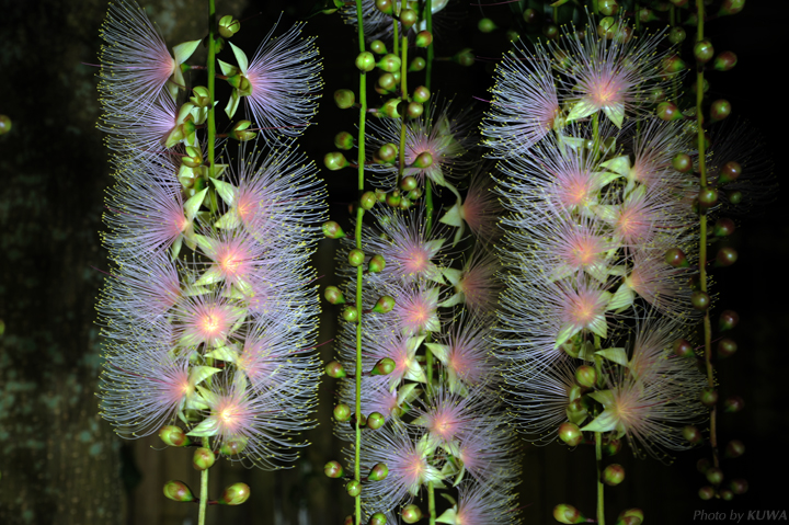 沖縄の夏の夜に花咲くサガリバナ