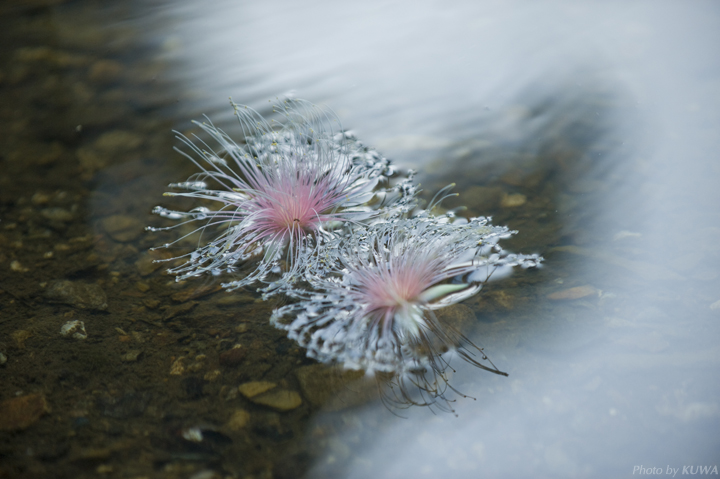 水に漂うサガリバナ