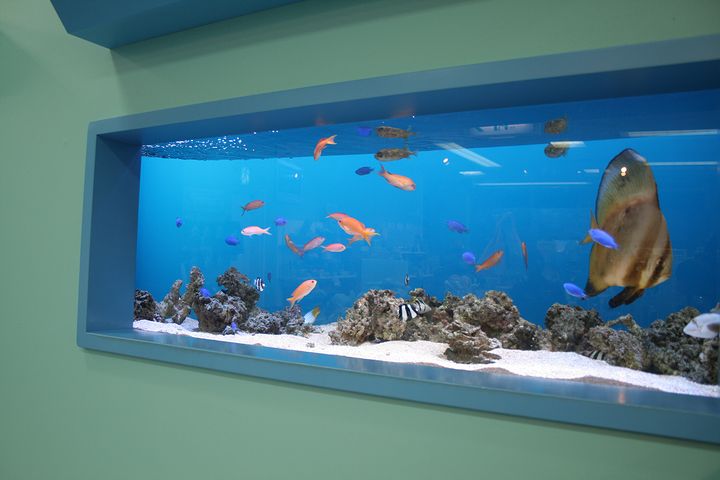 美ら海水族館をプチ体験できるミニアクア