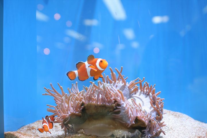 水族館のアイドル、カクレクマノミ