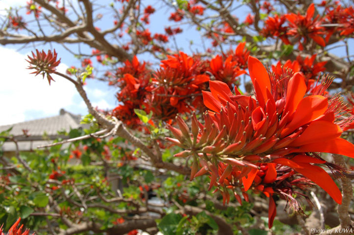 沖縄の県花「デイゴ」