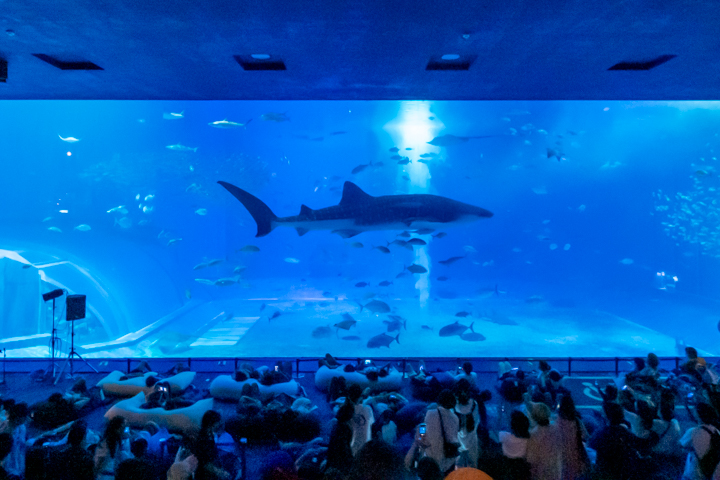 夏の夜、沖縄美ら海水族館で特別な夜を体感しよう「美ら海ナイトアクアリウム2023」