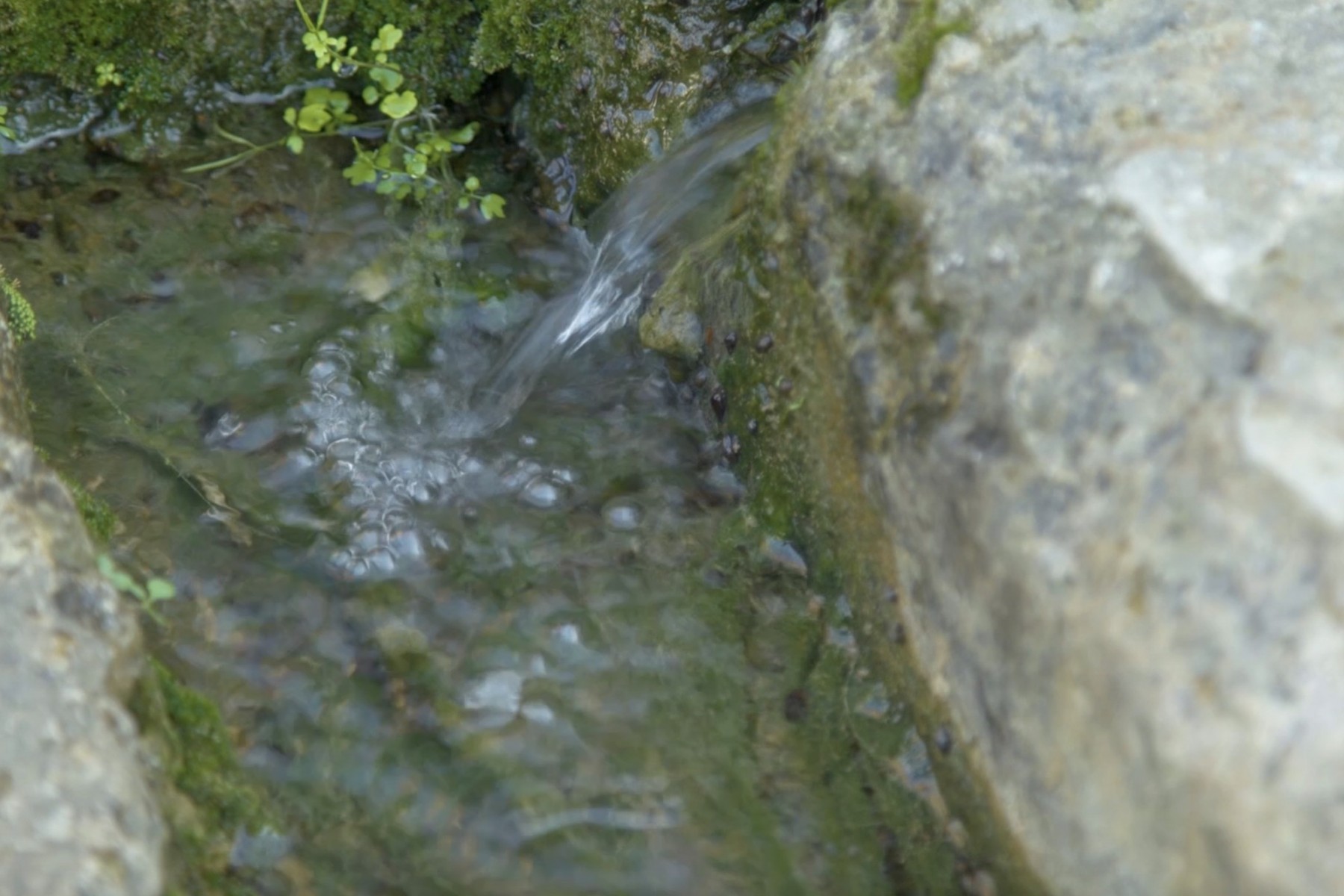 地域の人々の手によっていつもきれいに保たれています