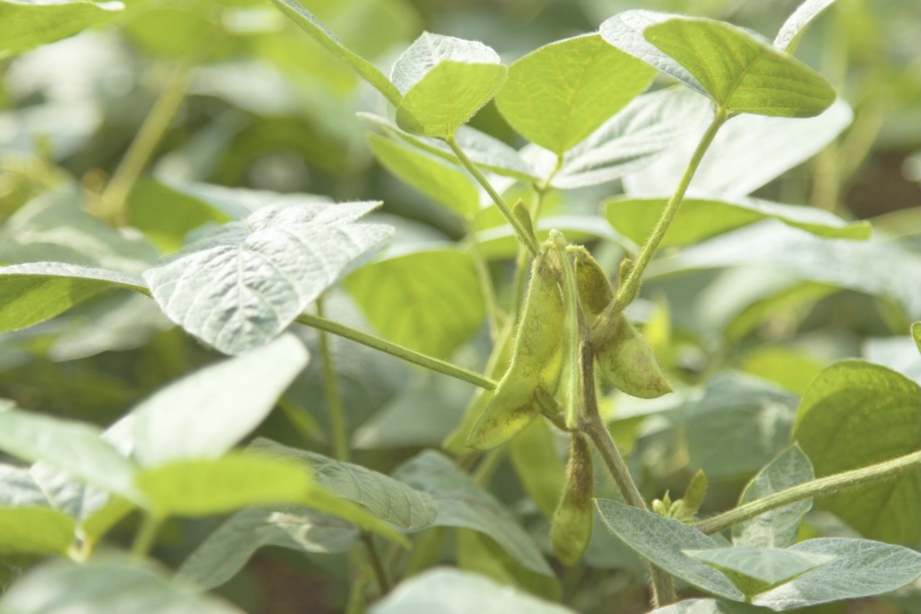 沖縄の在来豆、青ヒグー