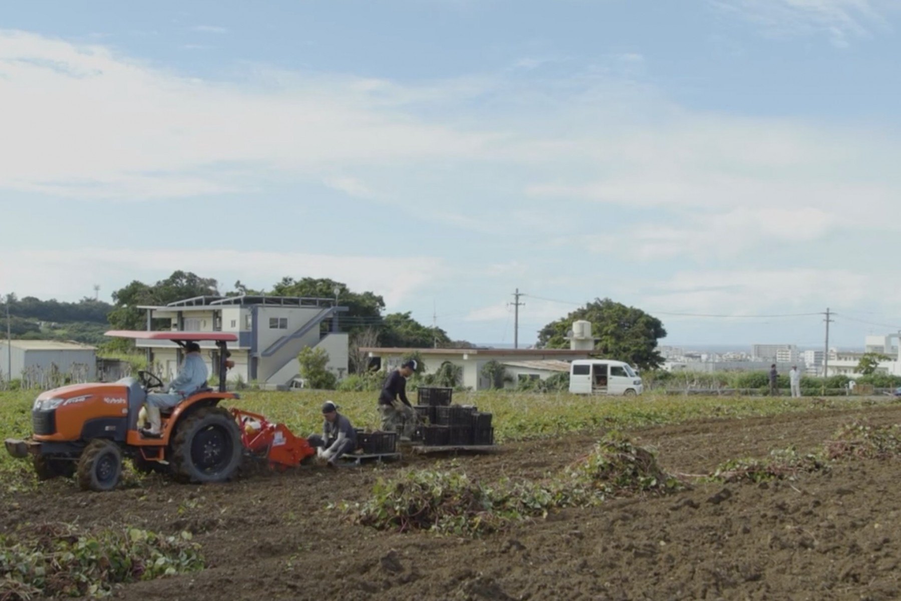 先人たちの農地を芋で復活《赤嶺農園》