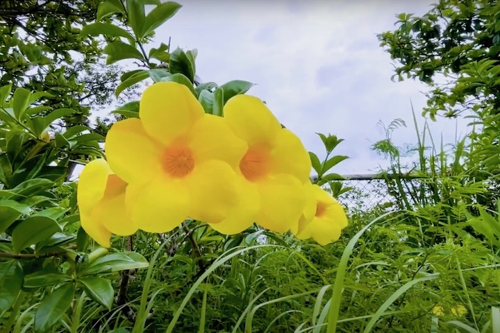 アラマンダの花