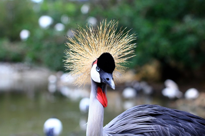 ネオパークオキナワの鳥