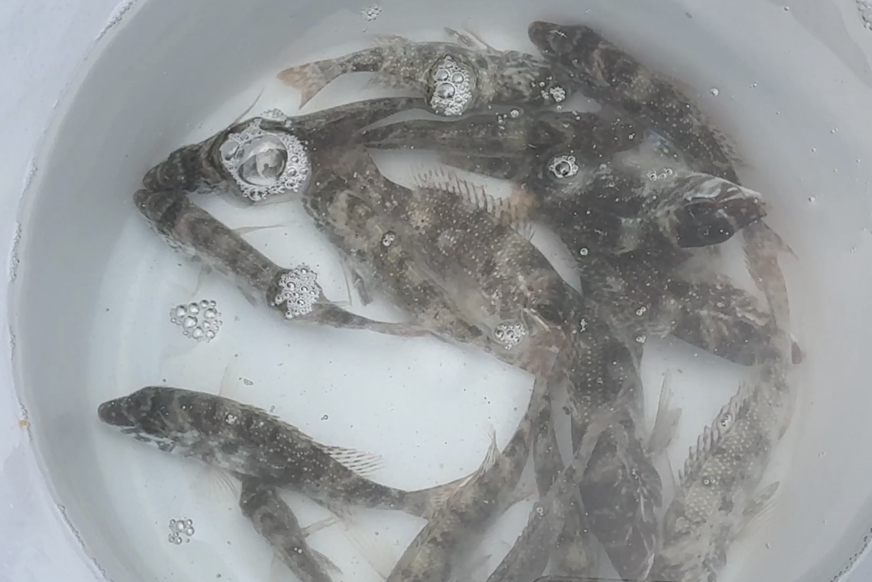今帰仁 タマンの稚魚