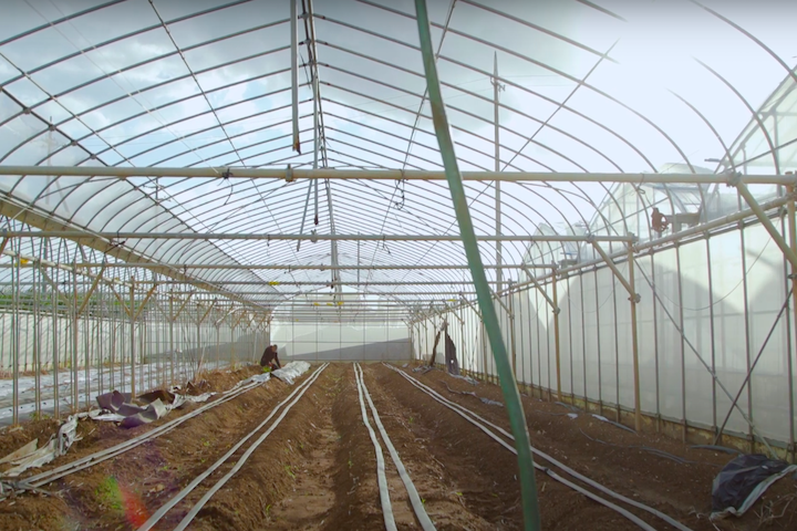 糸満市にある中川さんの農園