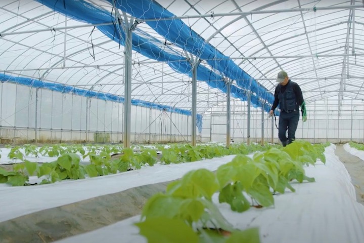 ビニールハウスで農作業をする人