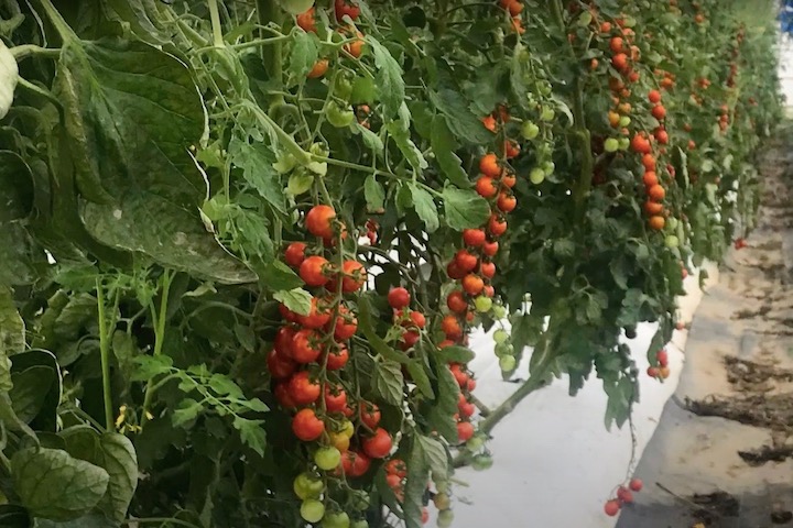 丹念に育てる「中川農園」のトマトはおいしいと評判