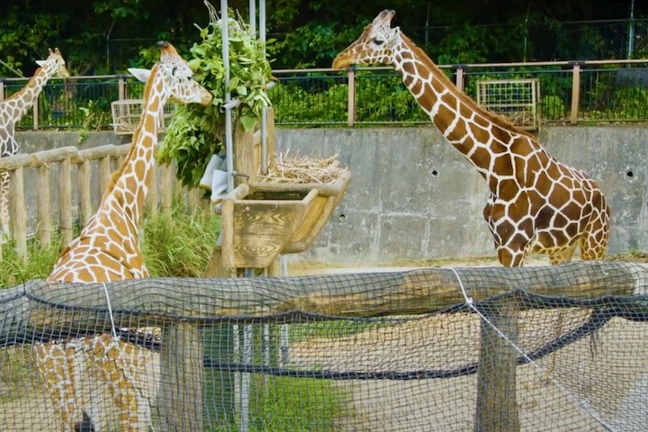 キリンの食事の様子