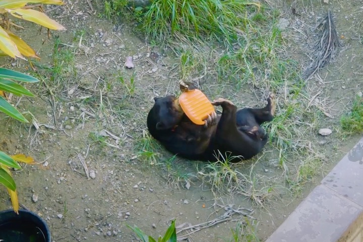 マレーグマのエサは湯たんぽに入れて渡される