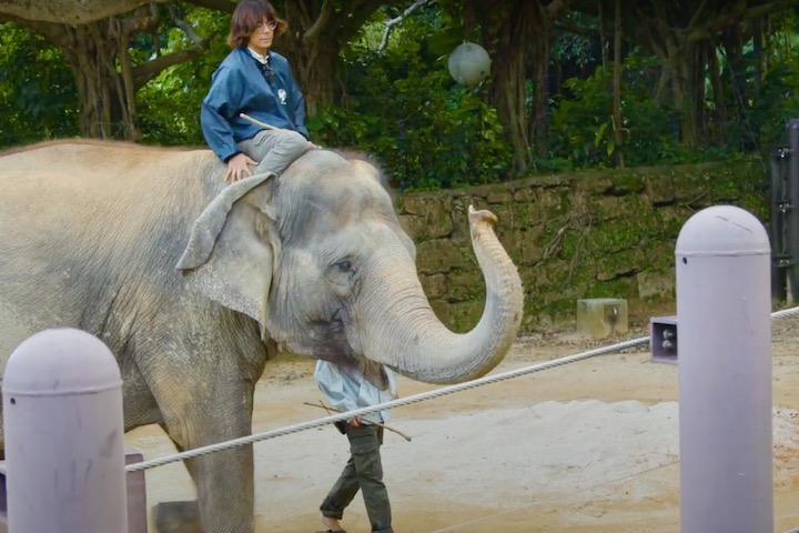 インドゾウに乗る人