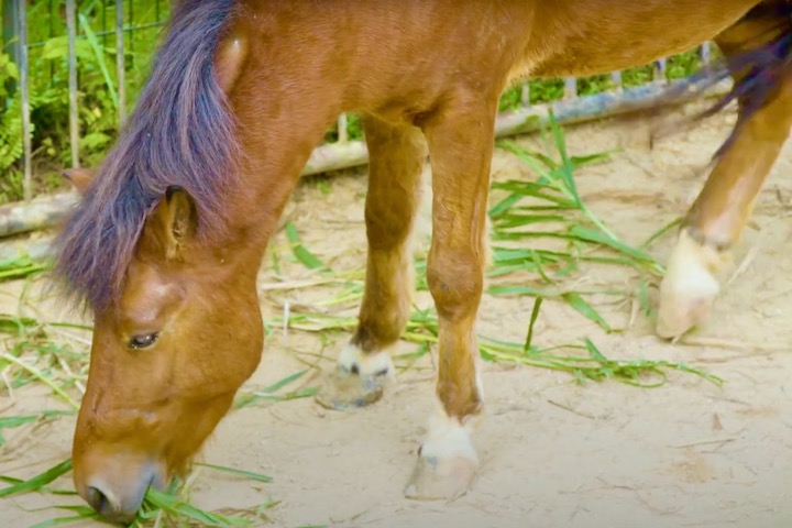 与那国島の在来種、与那国馬