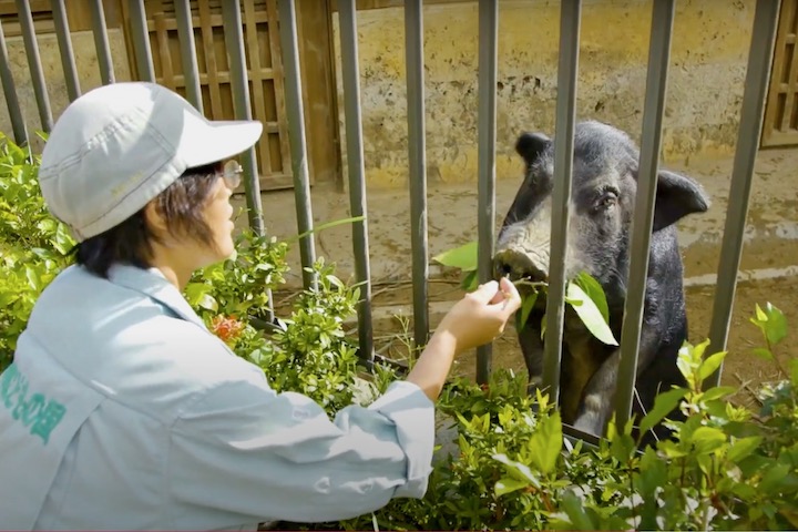 島の暮らしに深く関わってきた島ウヮー