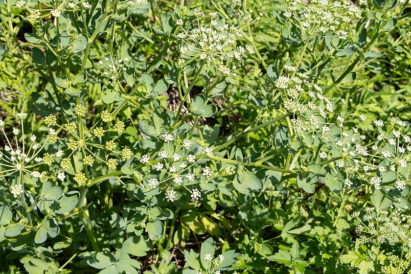 お茶に使用される摘みたての薬草