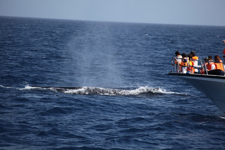 ホエールウォッチング