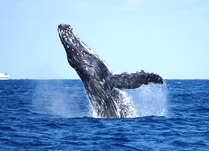 ザトウクジラ　ホエールウォッチング