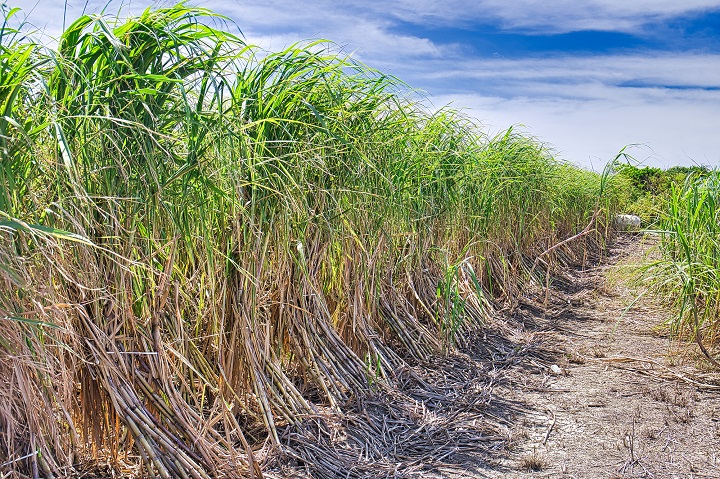 サトウキビ畑