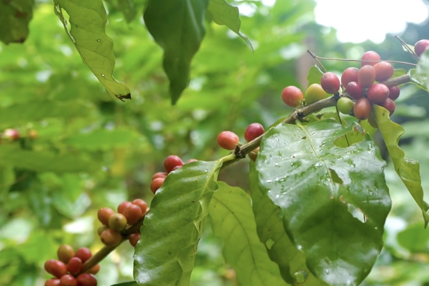 コーヒーの実