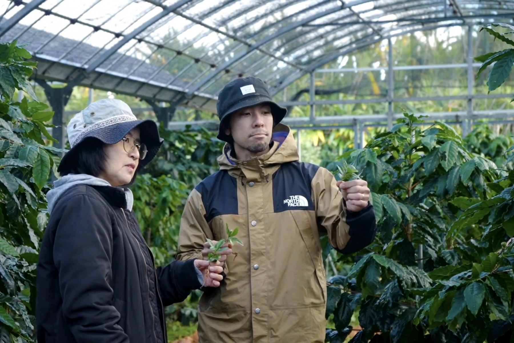 コーヒーの苗木