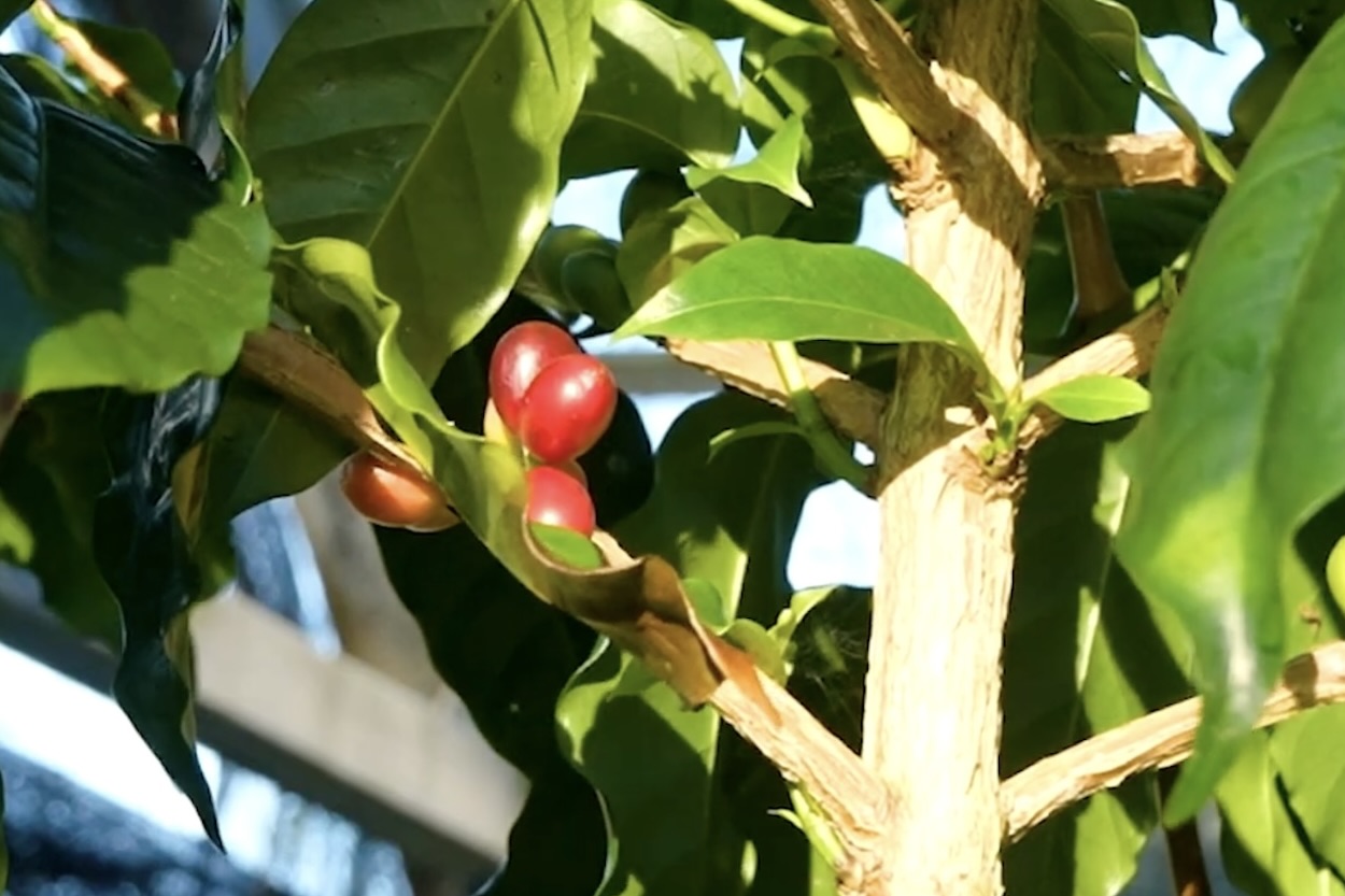 コーヒーチェリー