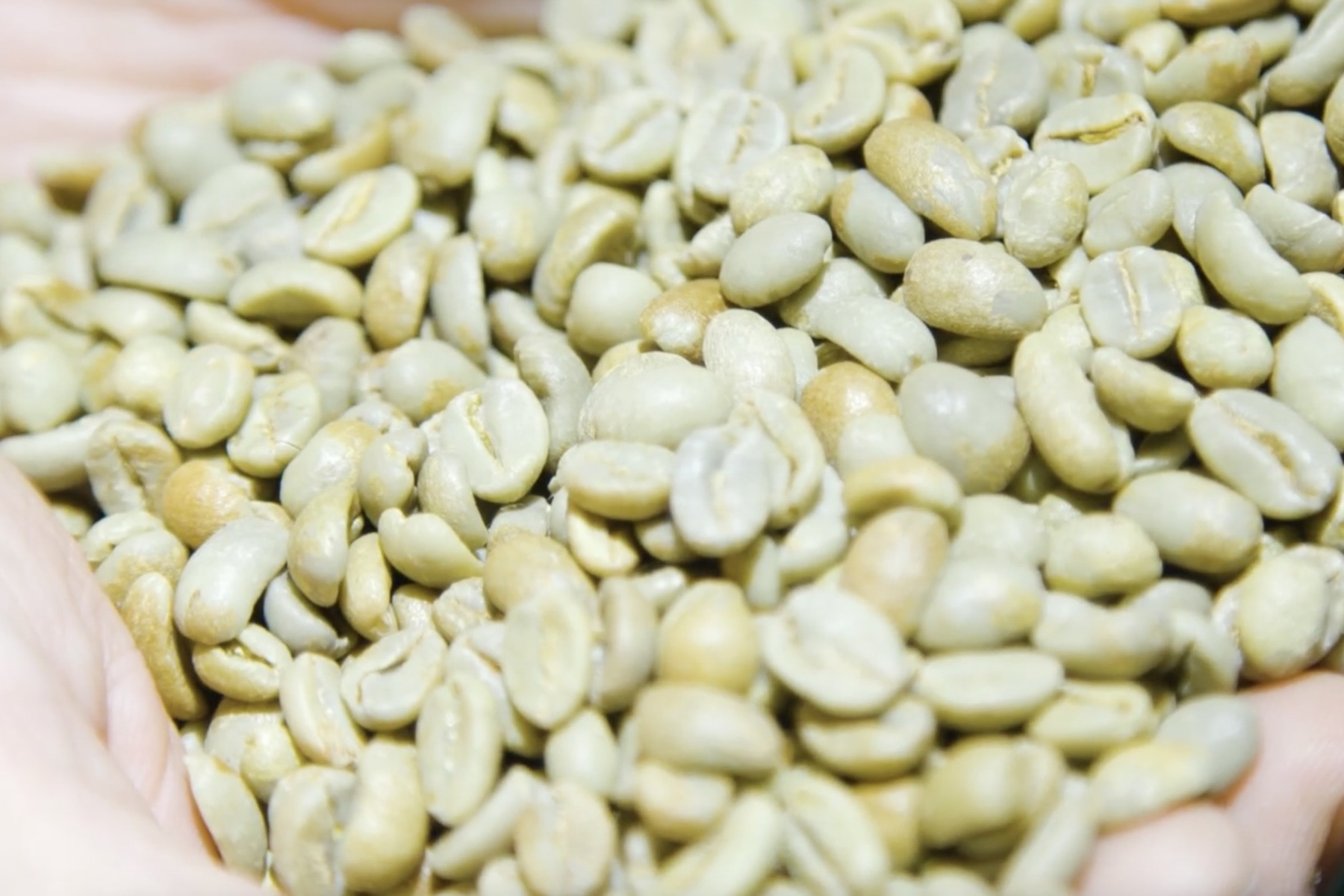 コーヒーの生豆