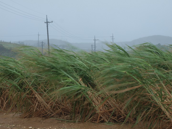 雨のサトウキビ畑