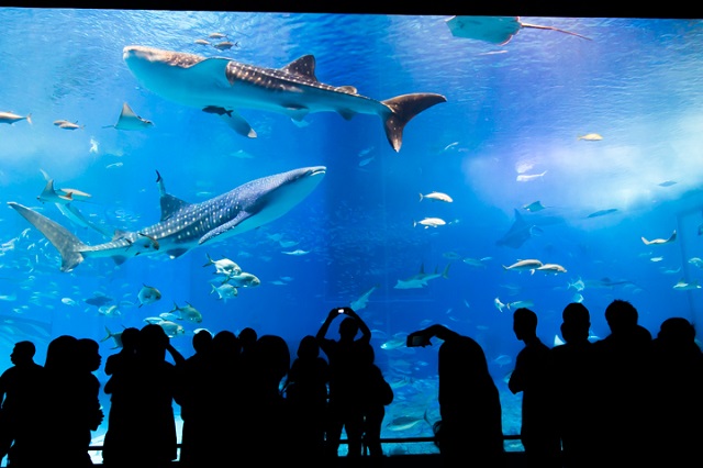 美ら海水族館の水槽
