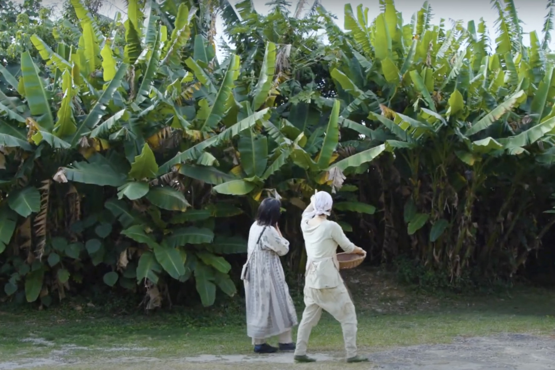 バナナや芭蕉、月桃、野草など、さまざまな沖縄の植物