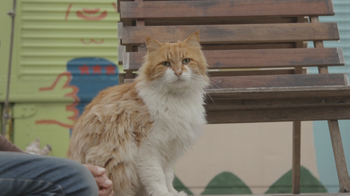 あざま共同売店の看板猫
