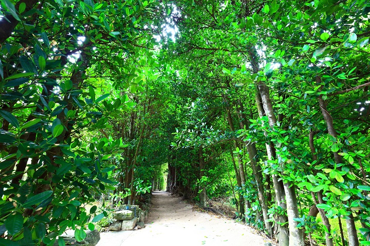 備瀬のフクギ並木