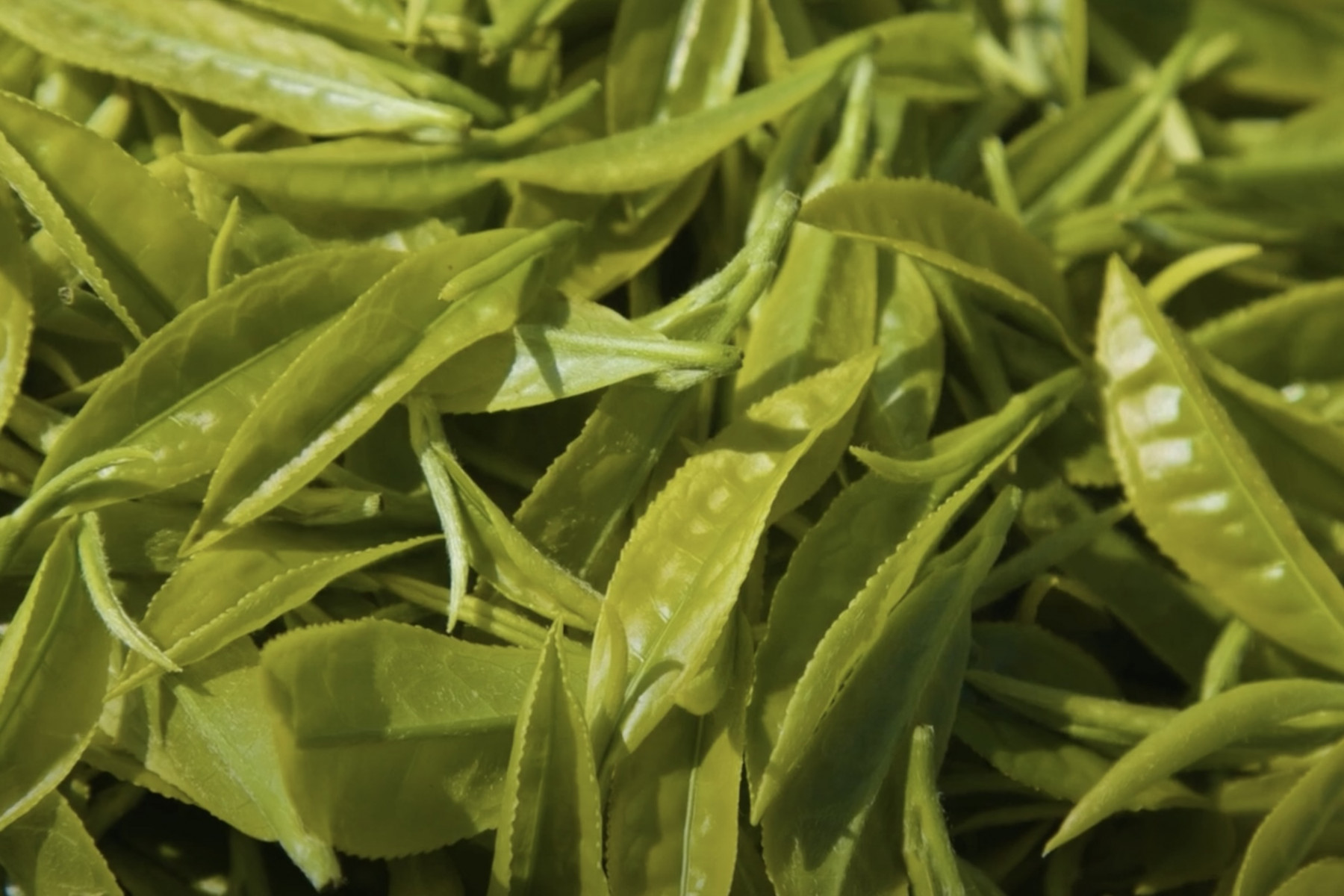 手摘みした一芯二葉の新芽たち