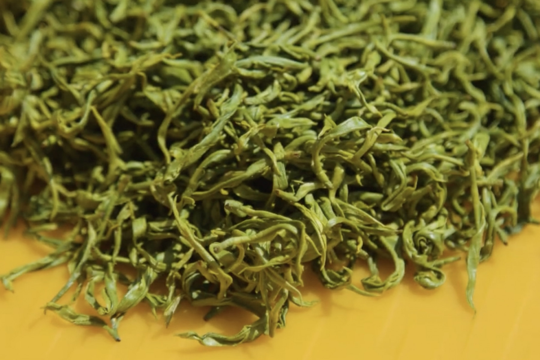 手揉みが終わった新芽。これから発酵させます