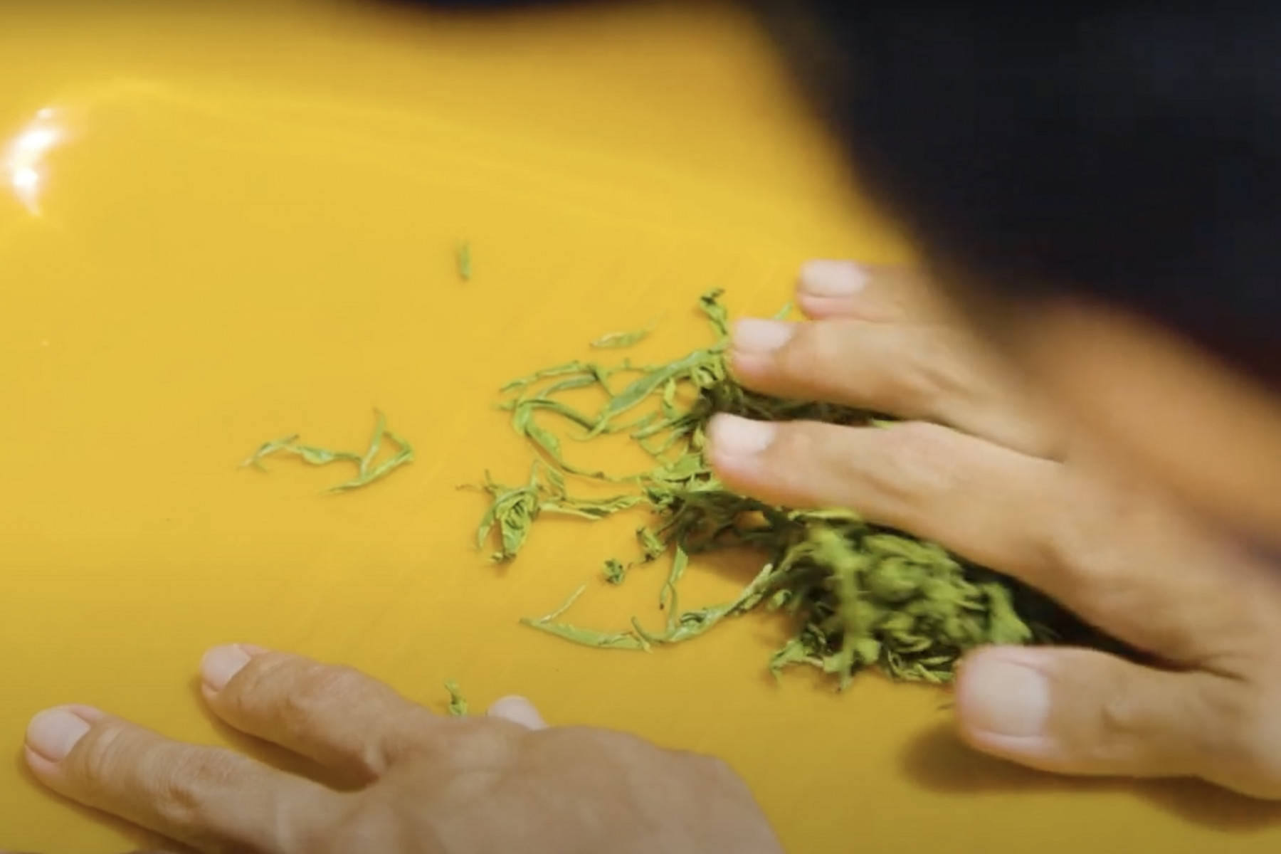 新芽を萎れさせた後、優しく手揉みします