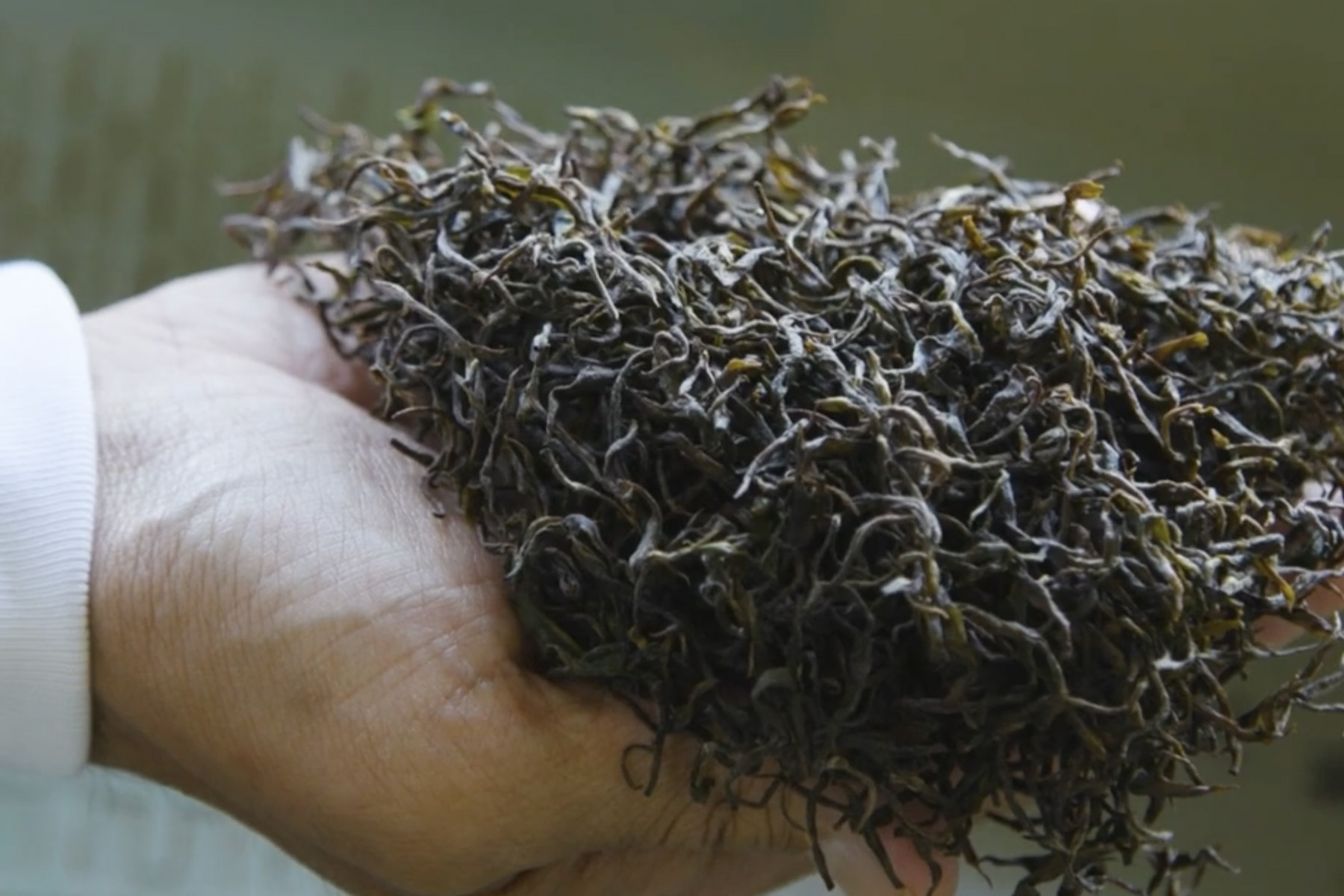 発酵と乾燥を終えたら紅茶の出来上がり