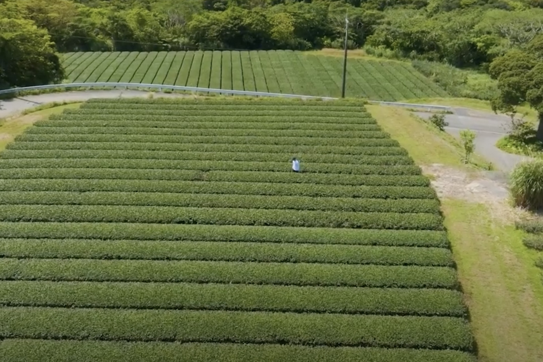 収穫前の美しい茶畑