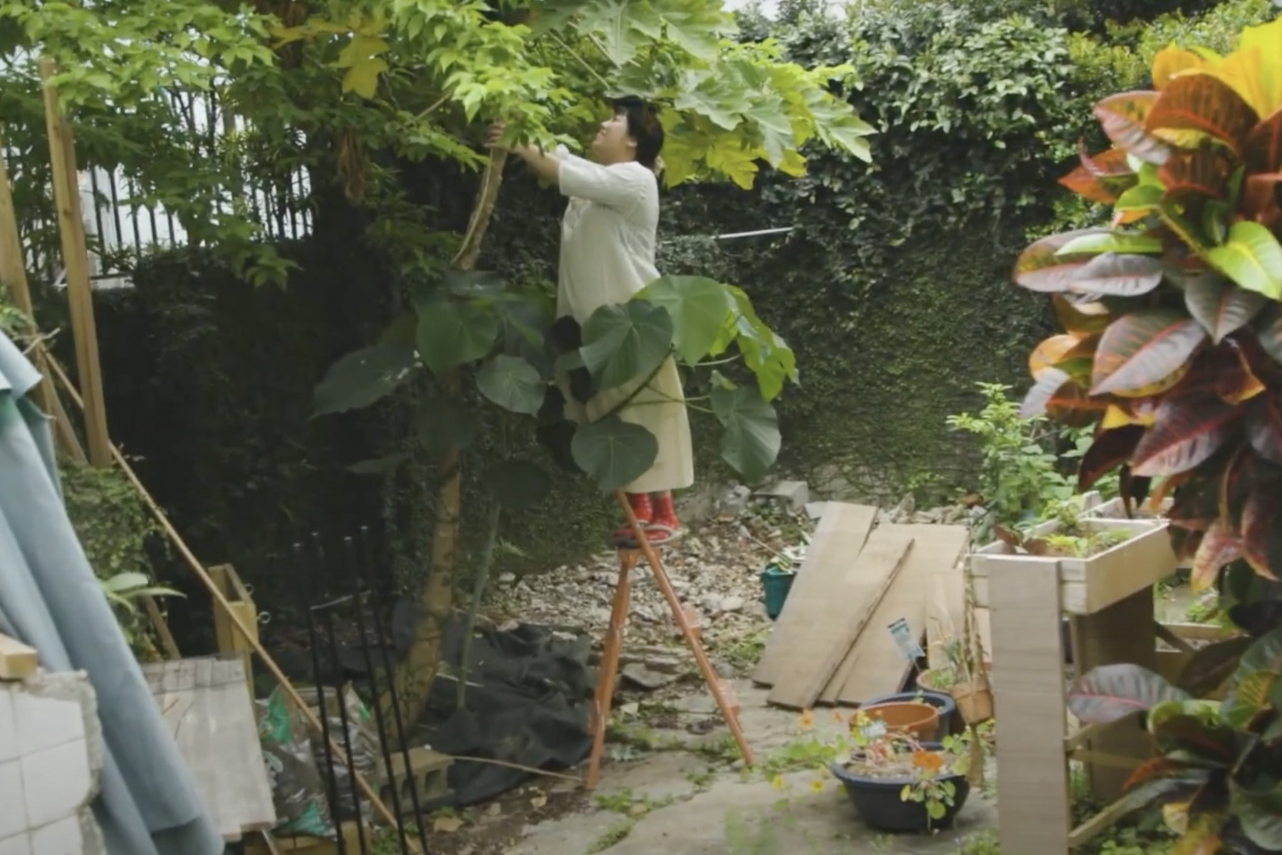 店舗の裏にあるあたいぐゎー（小さい畑）