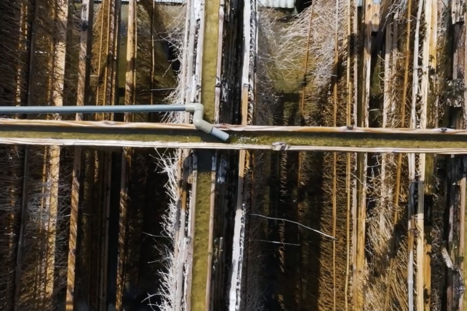 汲み上げた海水は、重ね合わせた竹の樋から竹枝を伝って落ちていきます