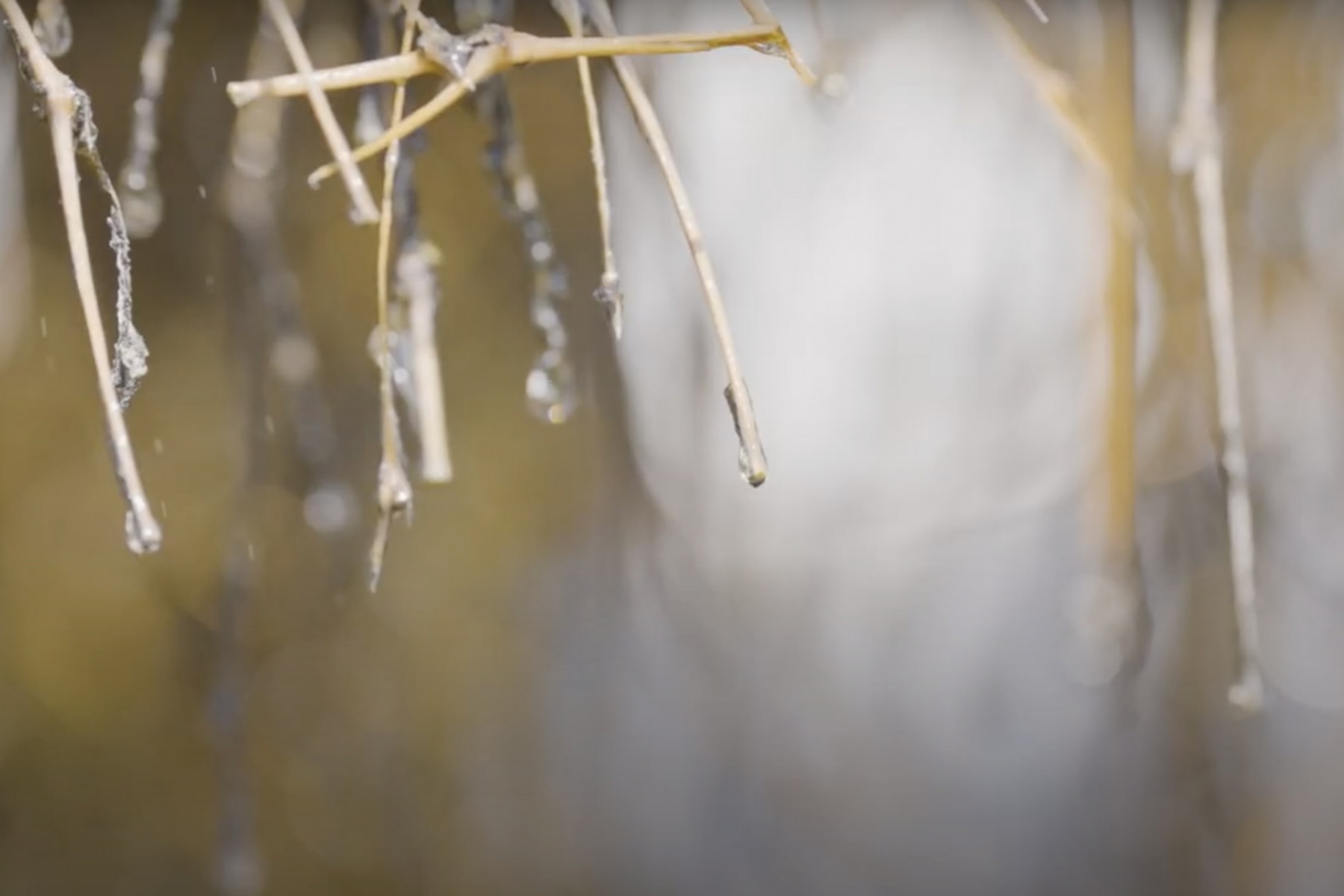 竹枝から落ちる工程で、風が水分を飛ばし、塩分濃度を高くします