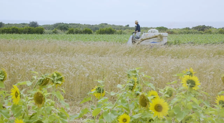 ひまわりと麦が風に揺れる素晴らしい景色