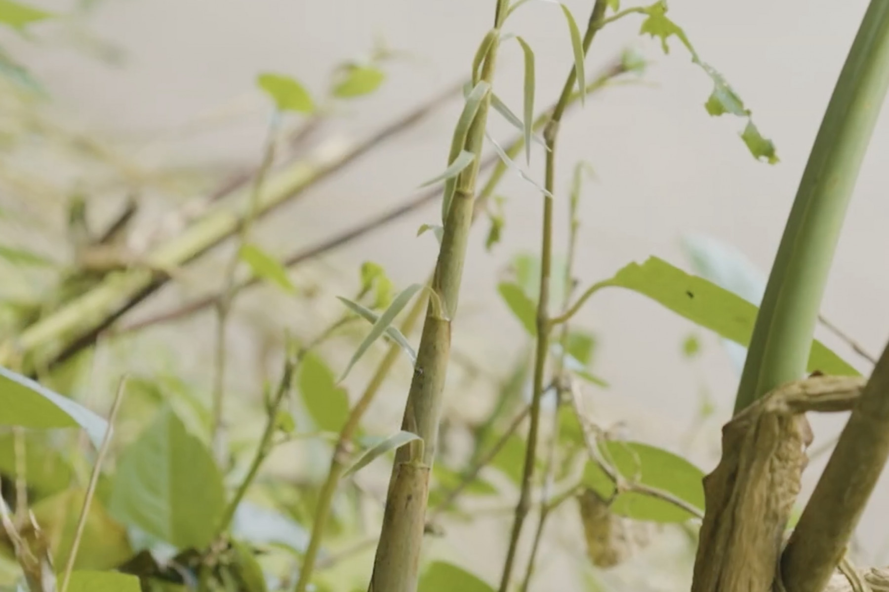 田嘉里集落では「ホテイチク」という竹をグラと呼ぶ