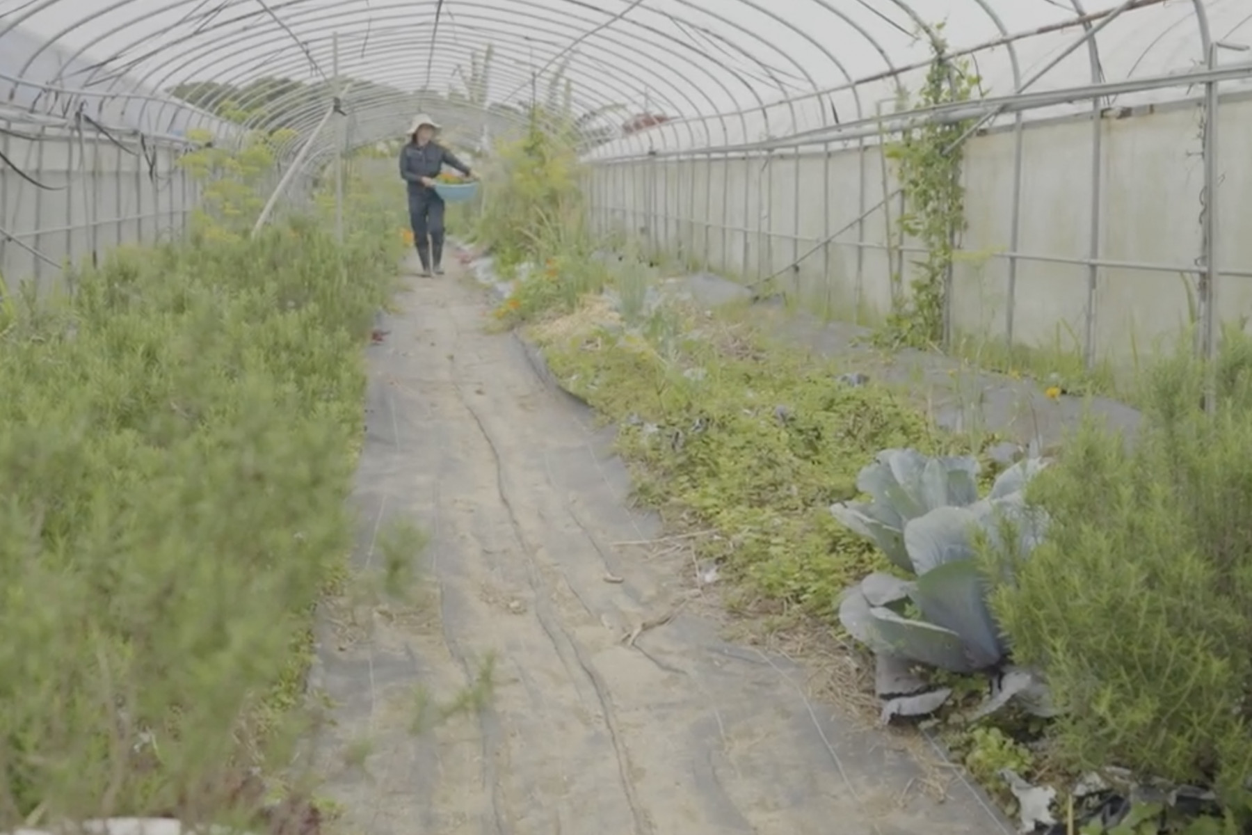 ビニールハウス内