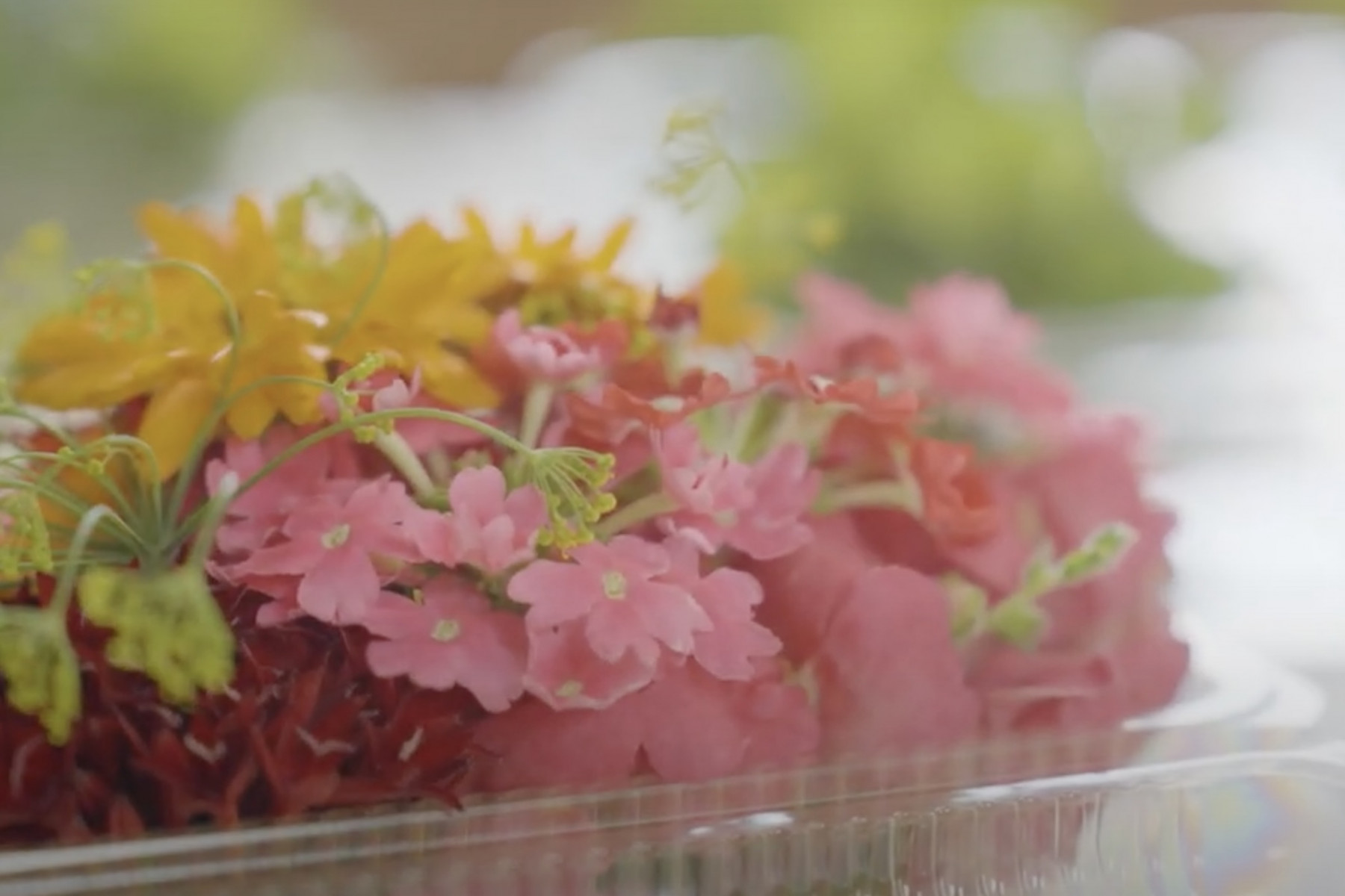 農業が繋げる和を夢見て《和花の畑》