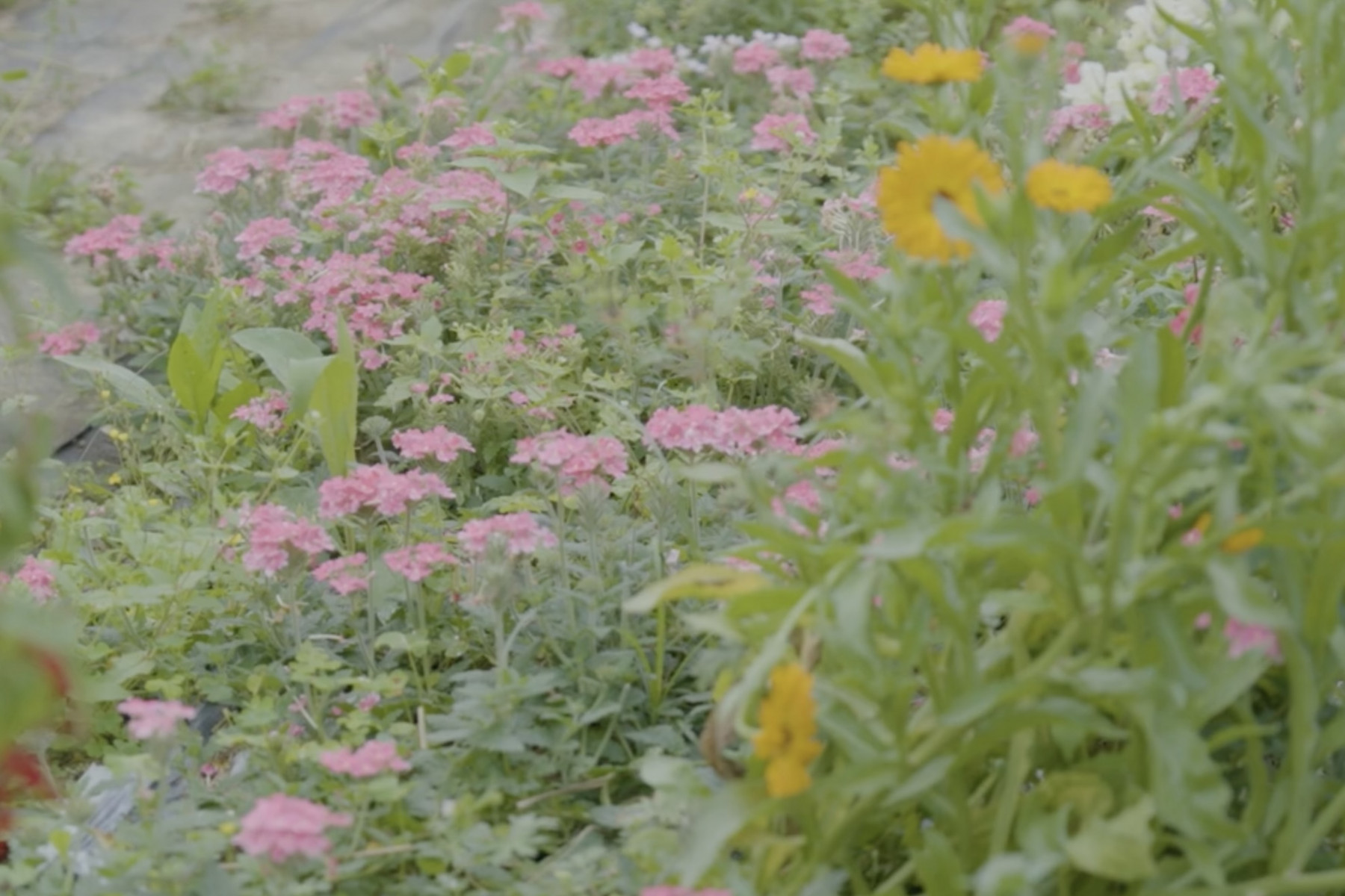 色とりどりのエディブルフラワー