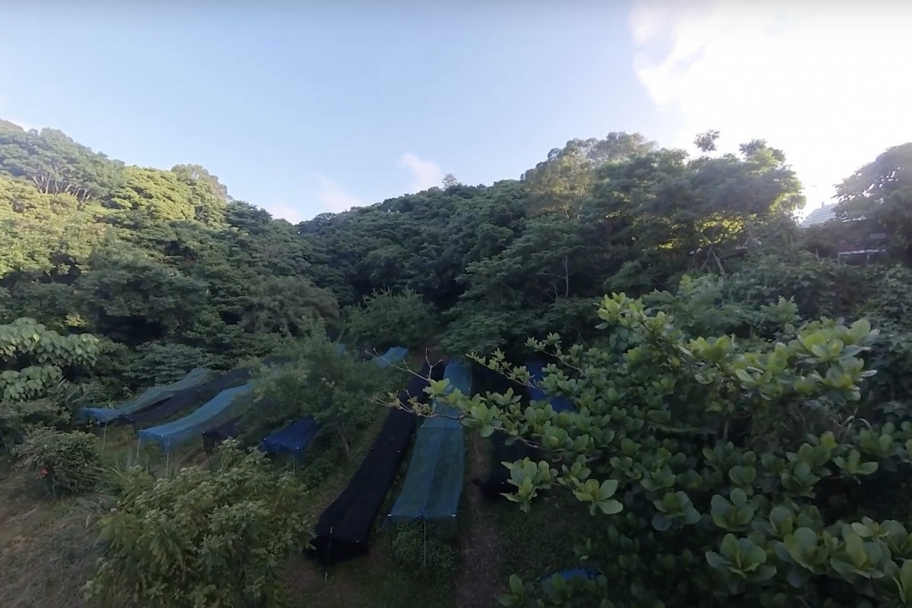 今帰仁村の畑で琉球藍を育てる