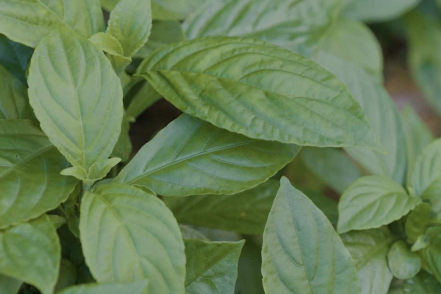 琉球藍は紅型や芭蕉布、絣など、沖縄の染織物に欠かせない染料です