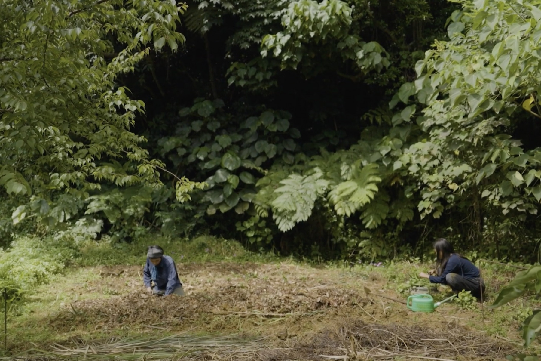 琉球藍を定植中